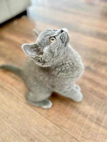 Pure British shorthair and longhair kittens health tested