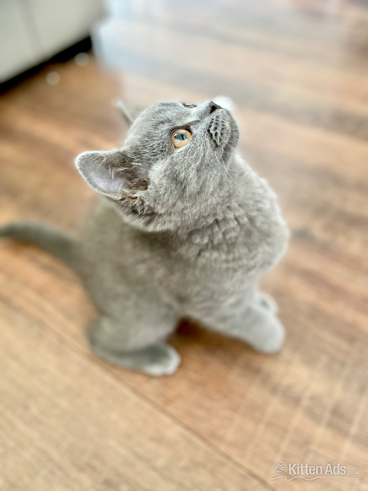 Pure British shorthair and longhair kittens health tested in {LOCATION}