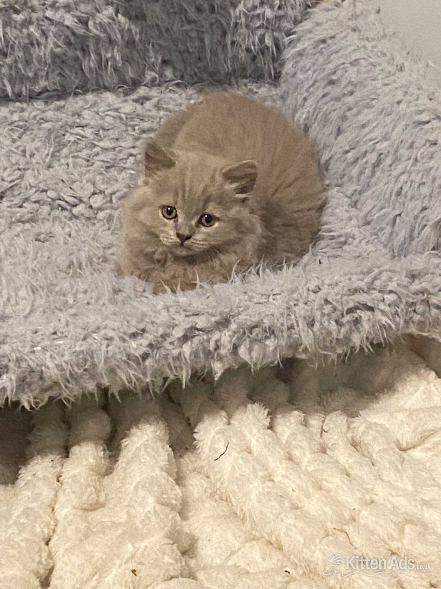 British Shorthair Cats and Kittens