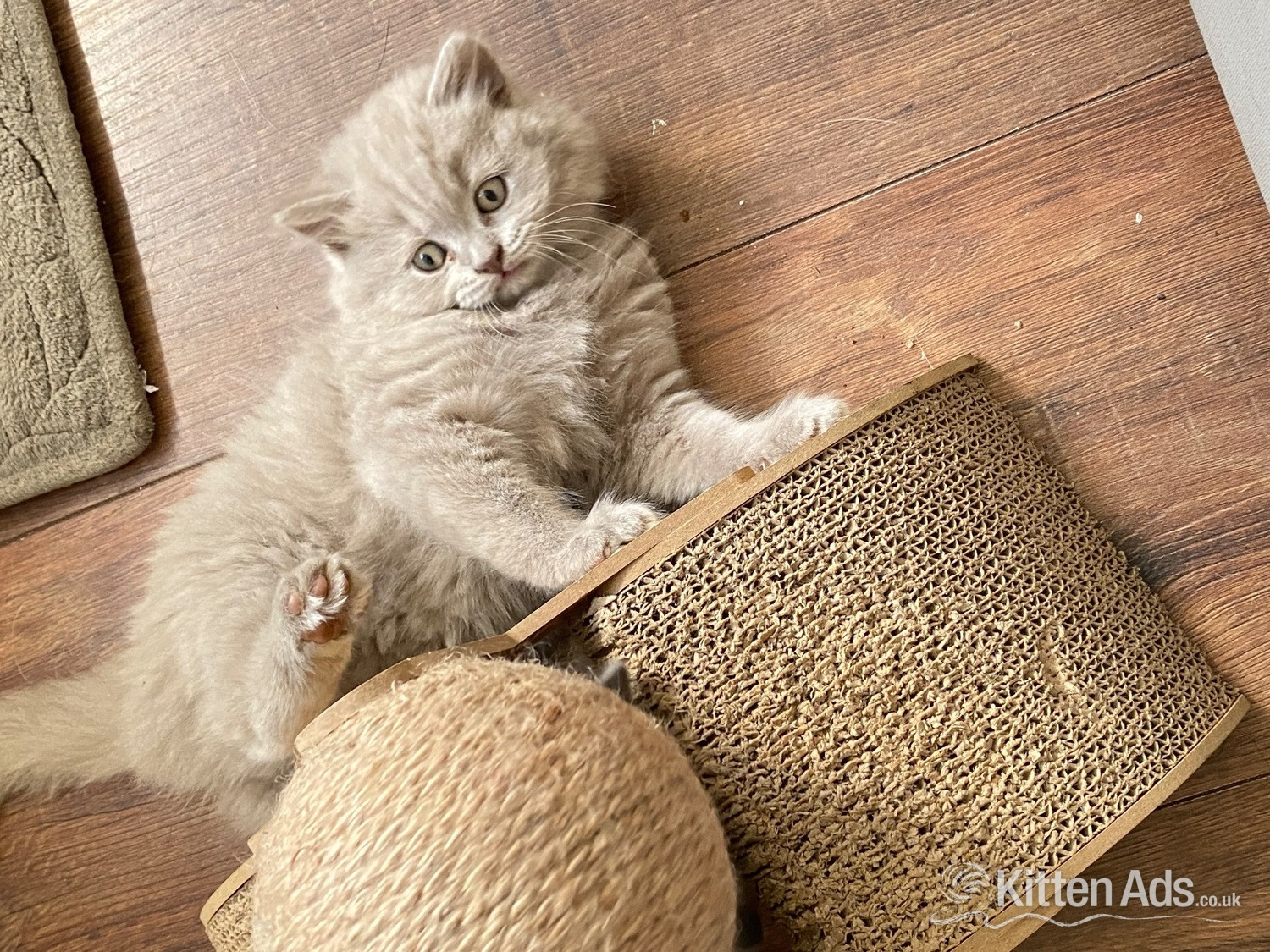 Pure British shorthair and longhair kittens health tested - British Shorthair