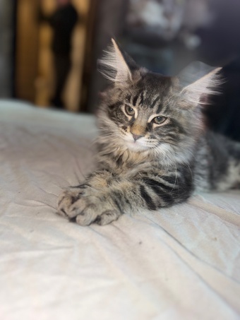 4 Beautiful girls looking for their forever homes