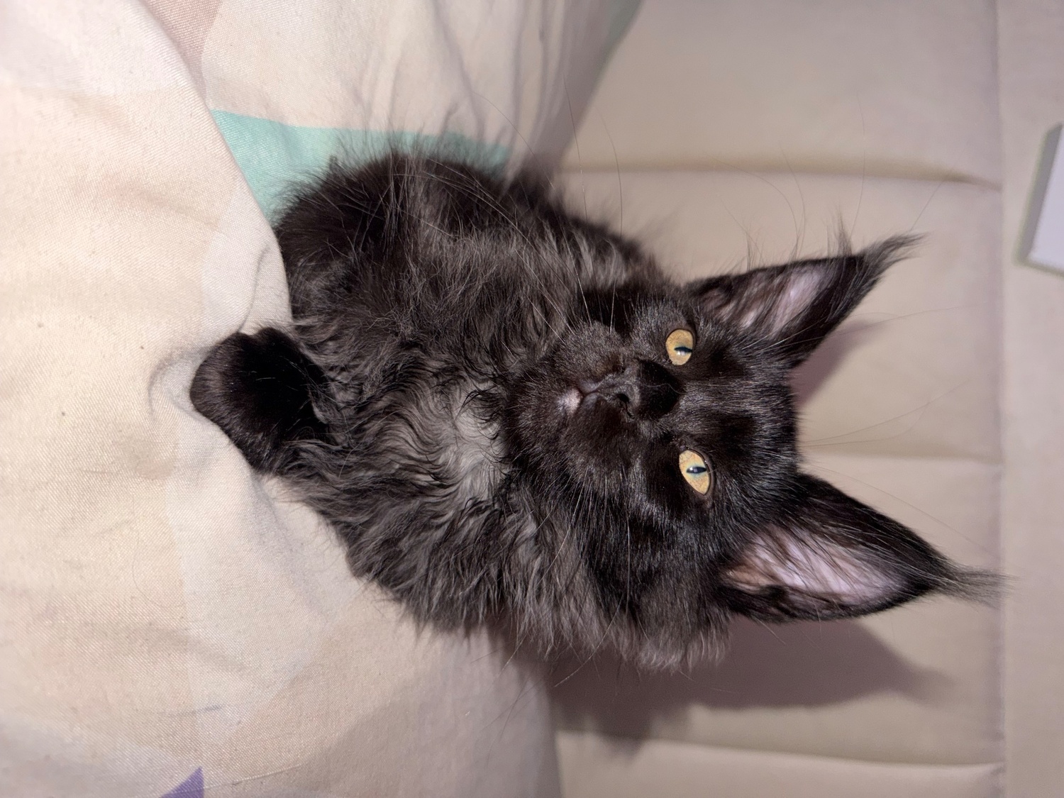 Maine Coon