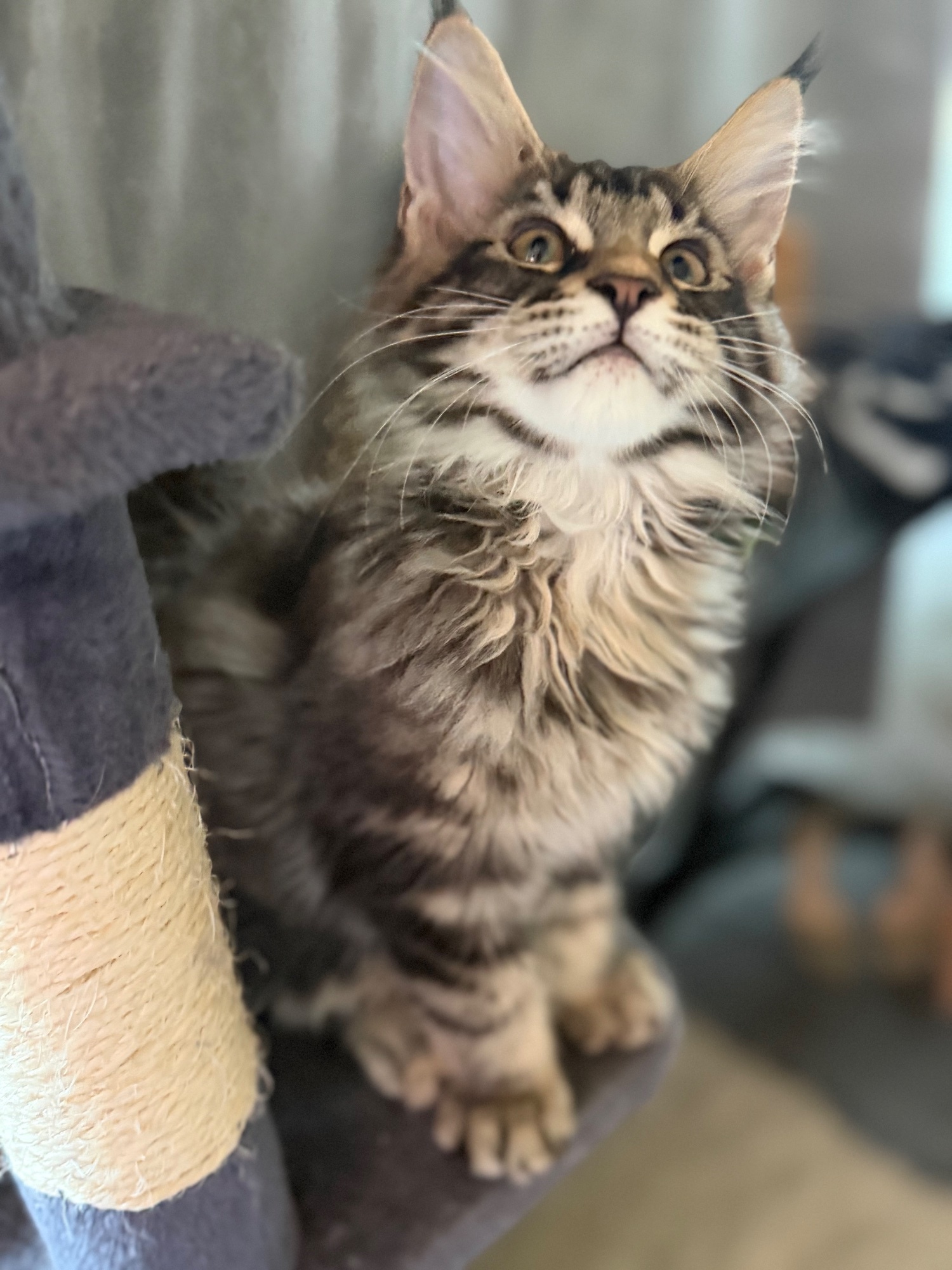 Maine Coon Cats and Kittens