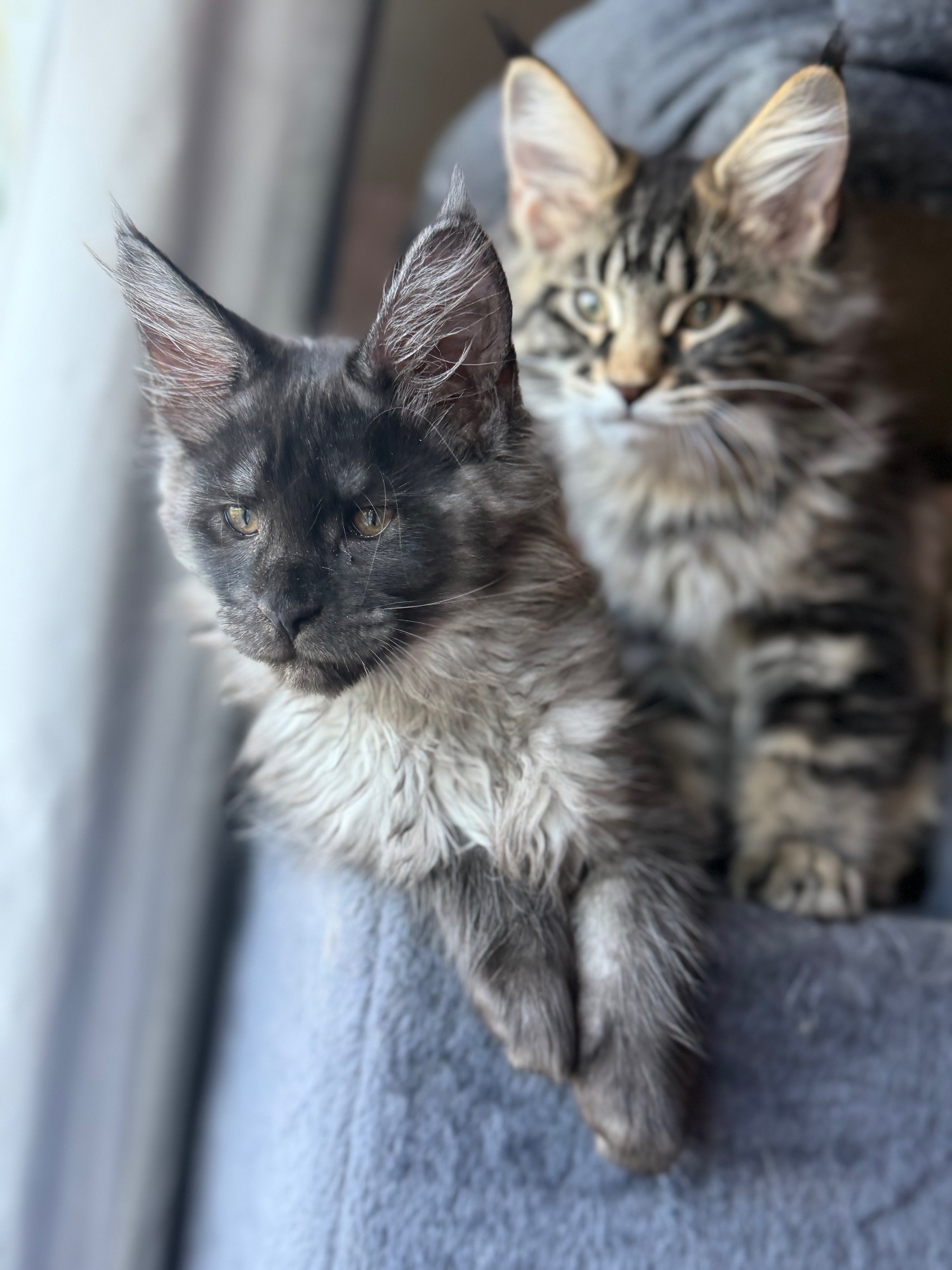 4 Beautiful girls looking for their forever homes - Maine Coon