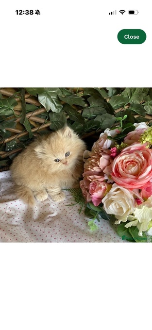 British short and longhaired kittens 