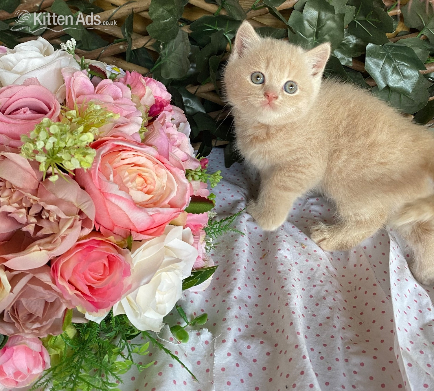 British Shorthair Cats and Kittens