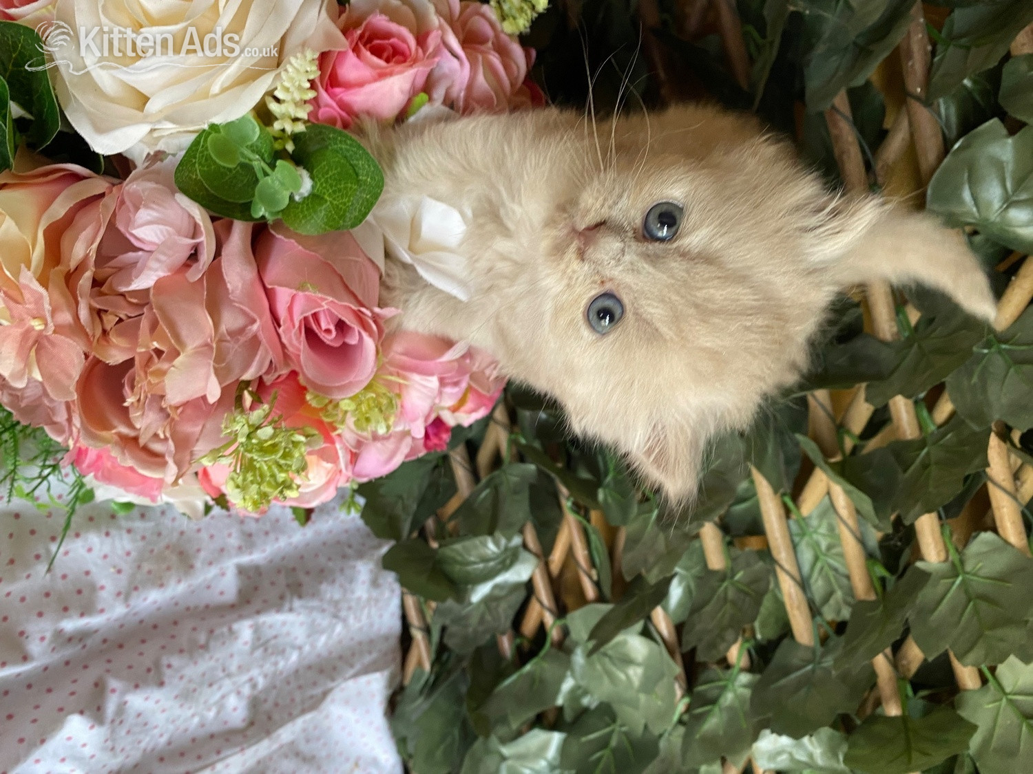British Shorthair - British short and longhaired kittens 