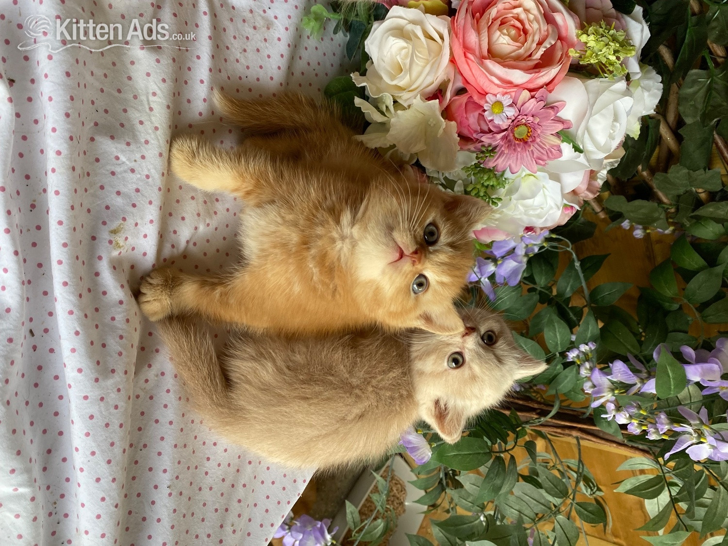 British short and longhaired kittens  - British Shorthair