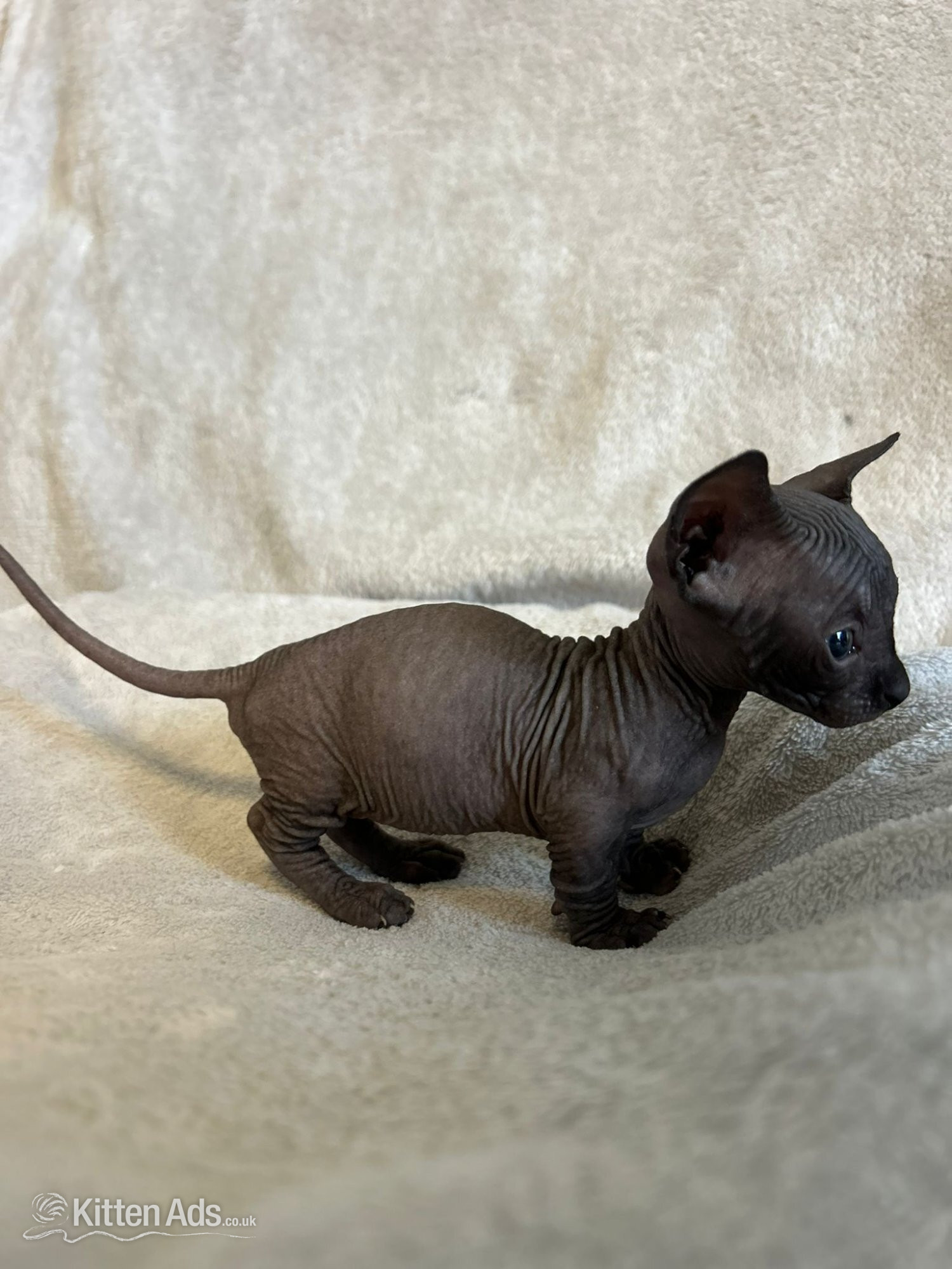 Bambino sphynx Bullycat in {LOCATION}
