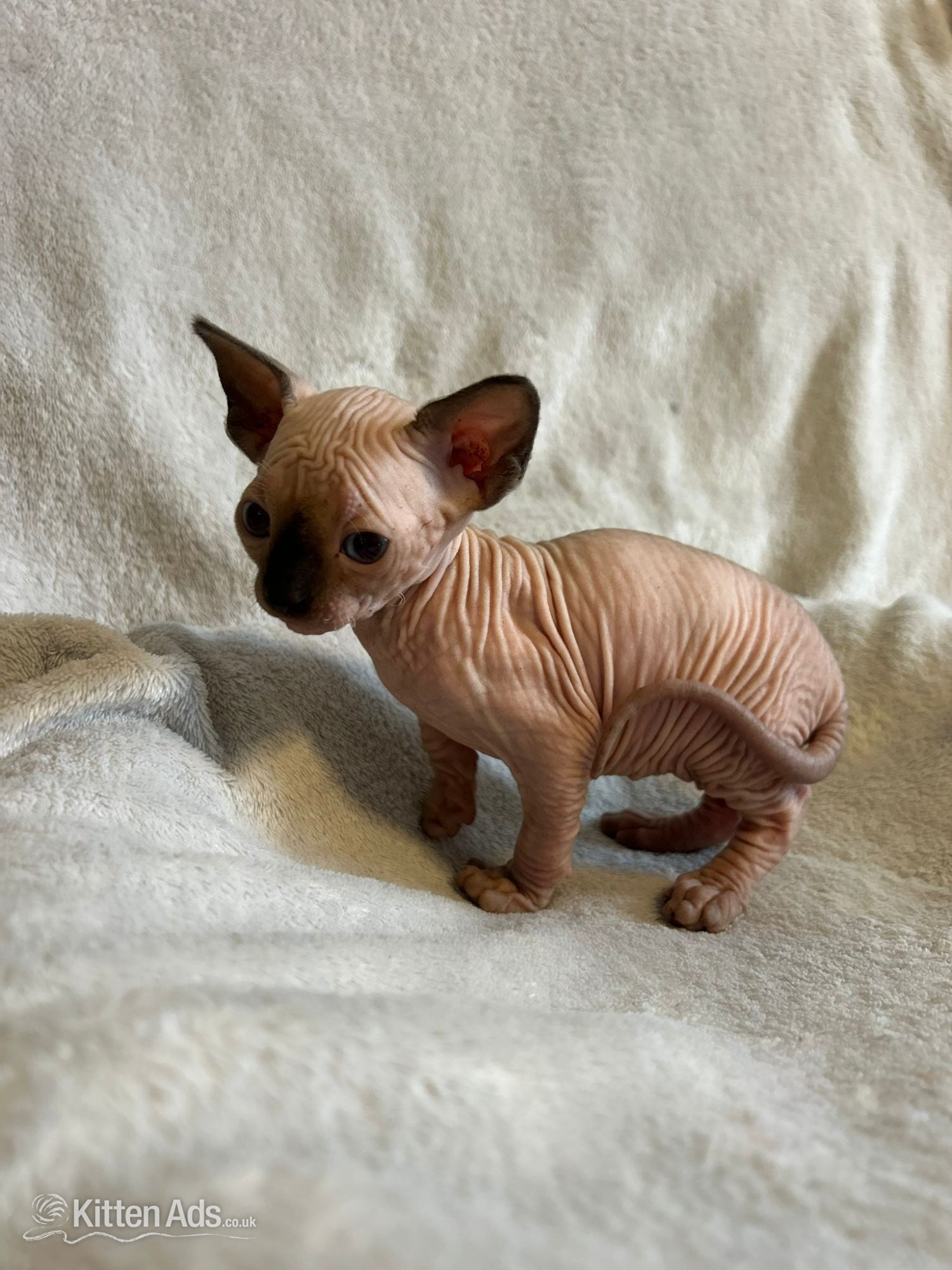 Sphynx
