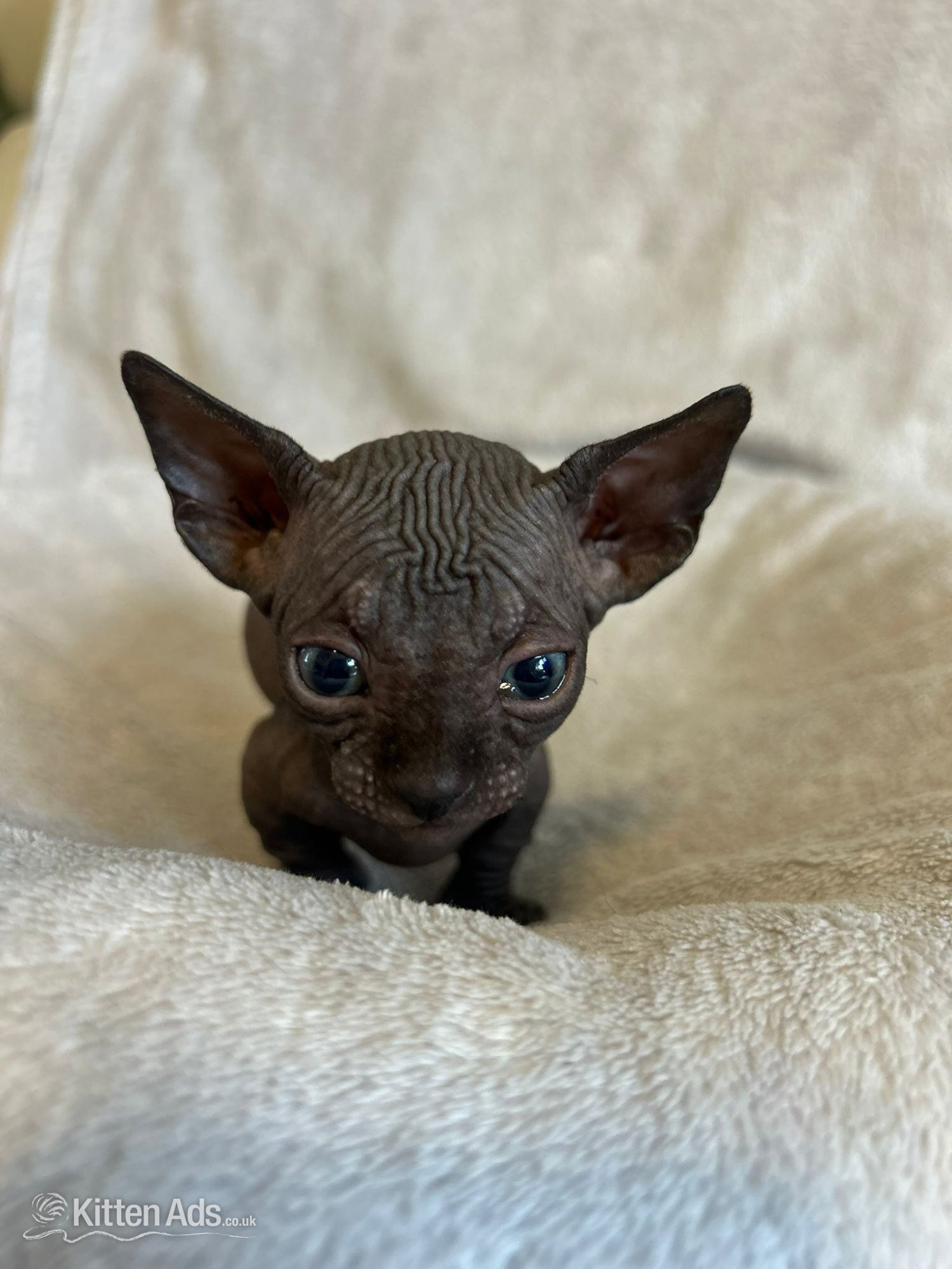 Sphynx Cats and Kittens