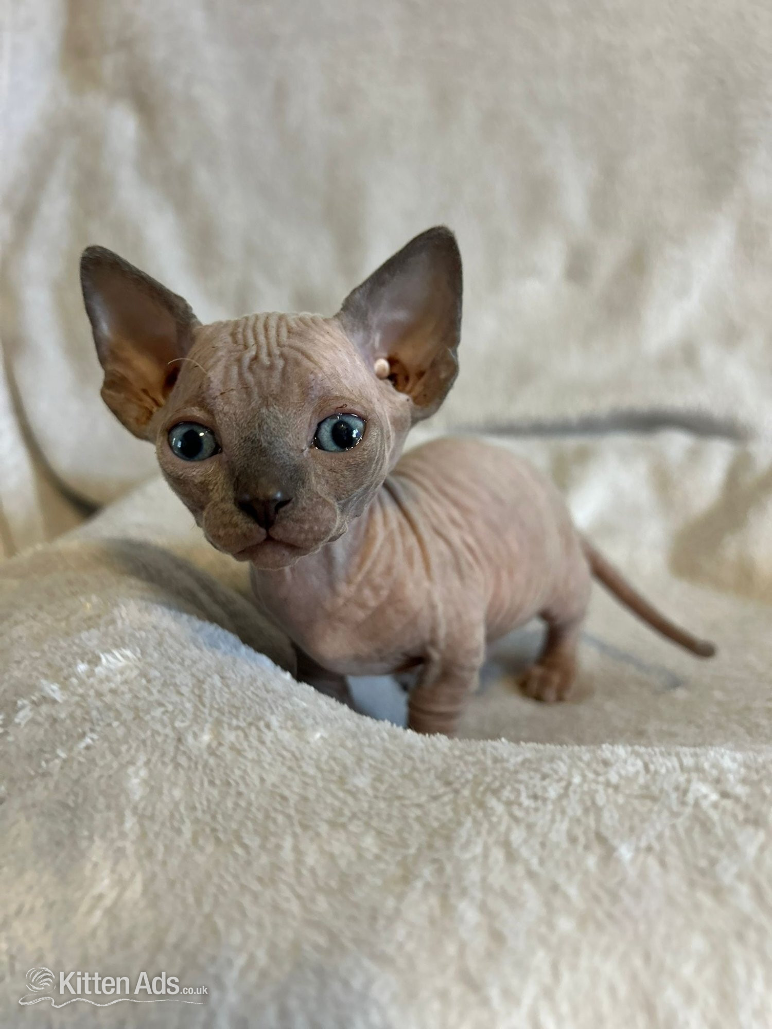 Sphynx - Bambino sphynx Bullycat