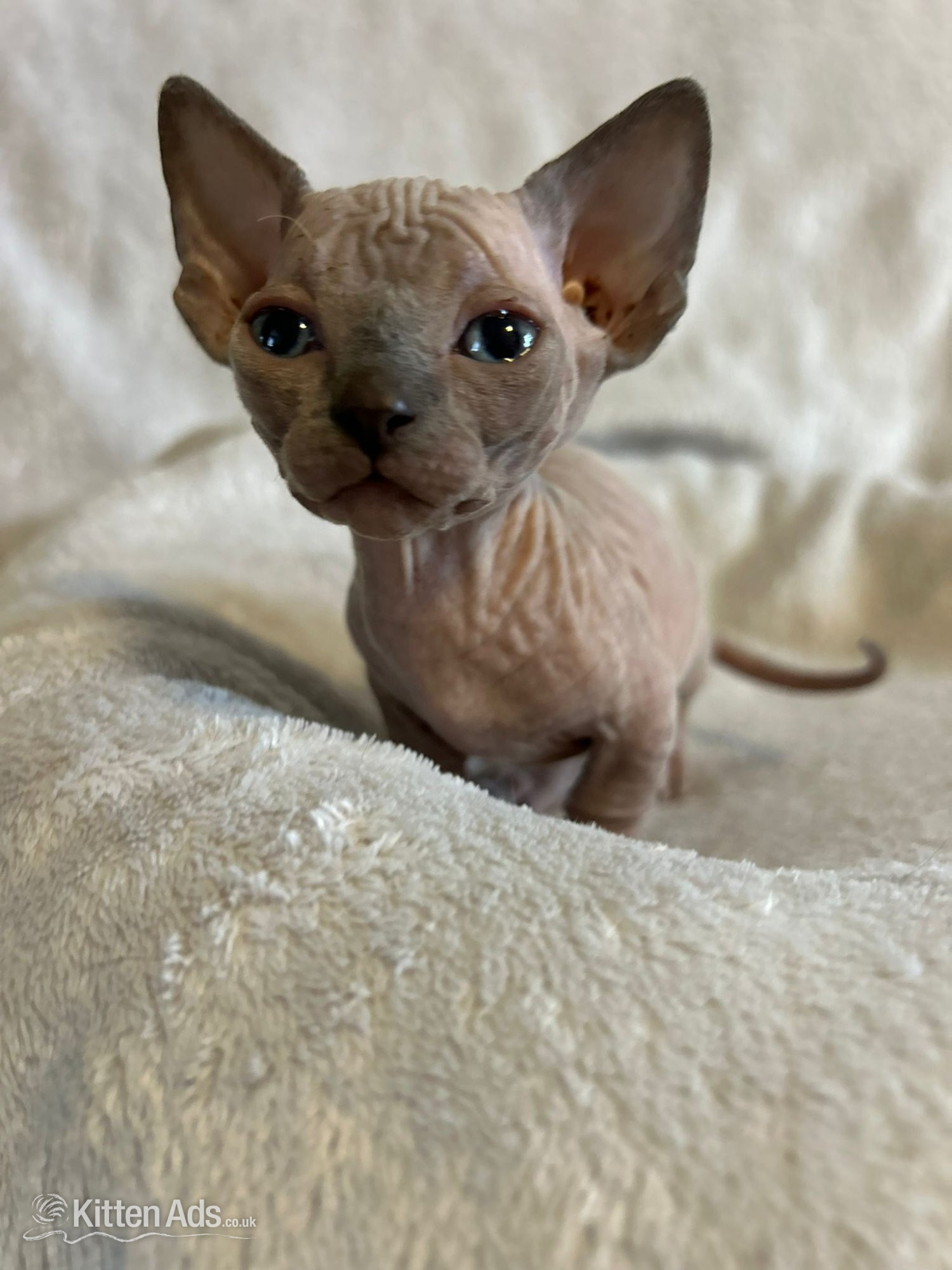 Bambino sphynx Bullycat - Sphynx