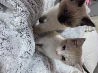Stunning Ragdoll kittens 