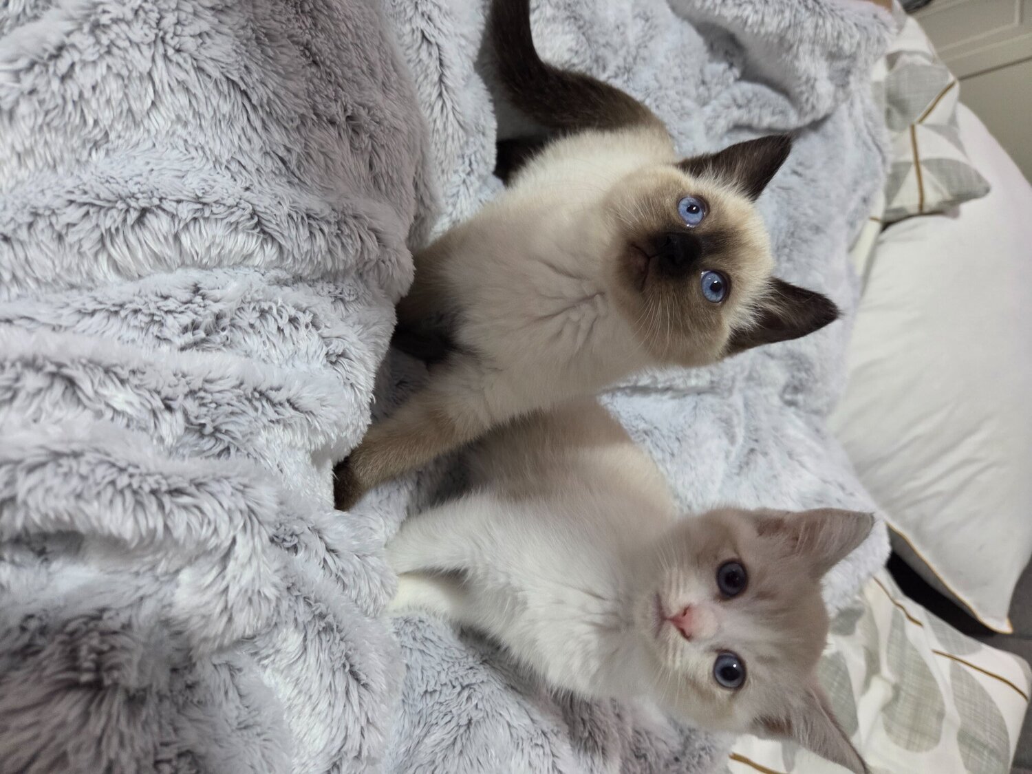 Ragdoll
