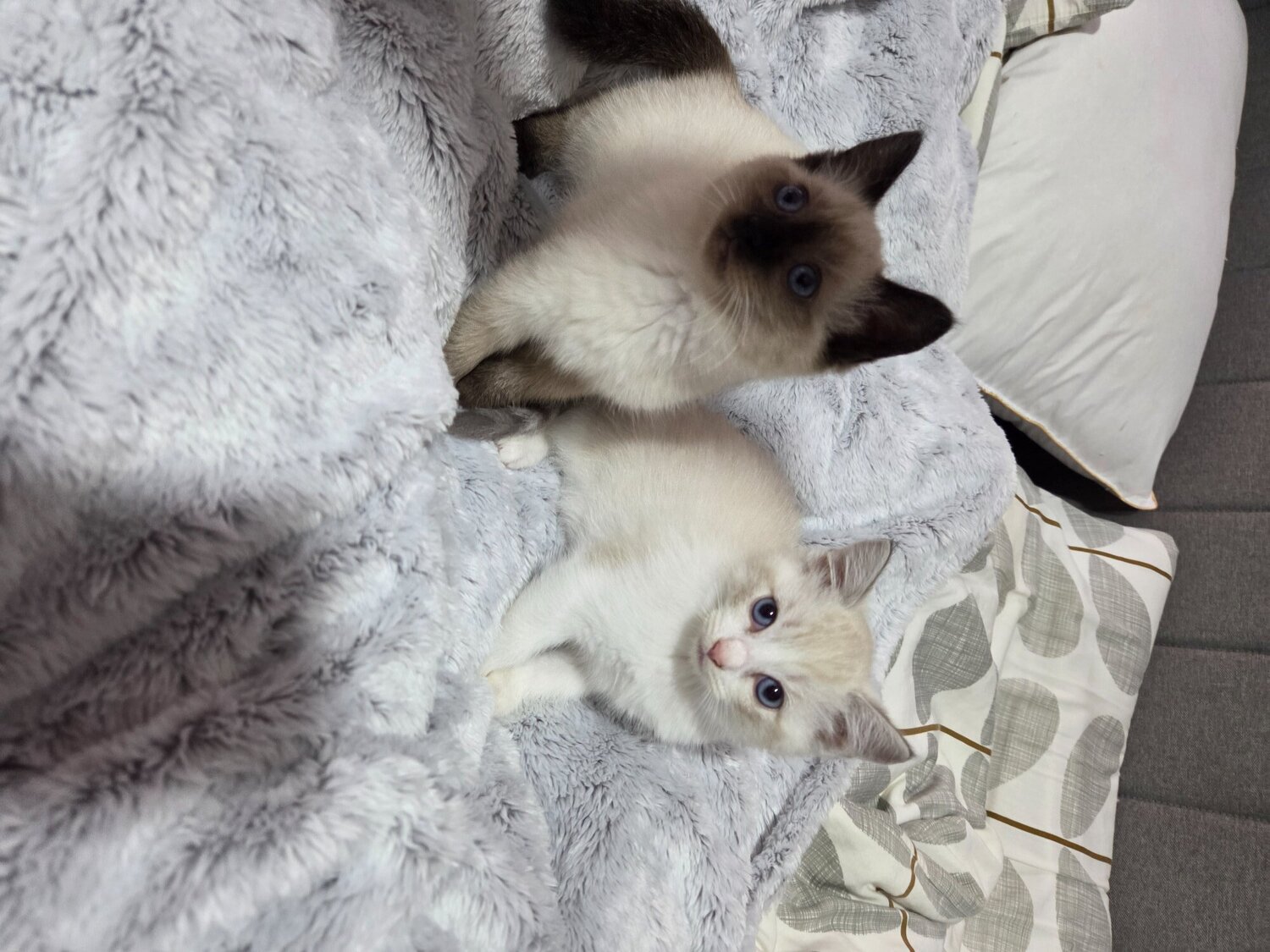 Ragdoll - Stunning Ragdoll kittens 