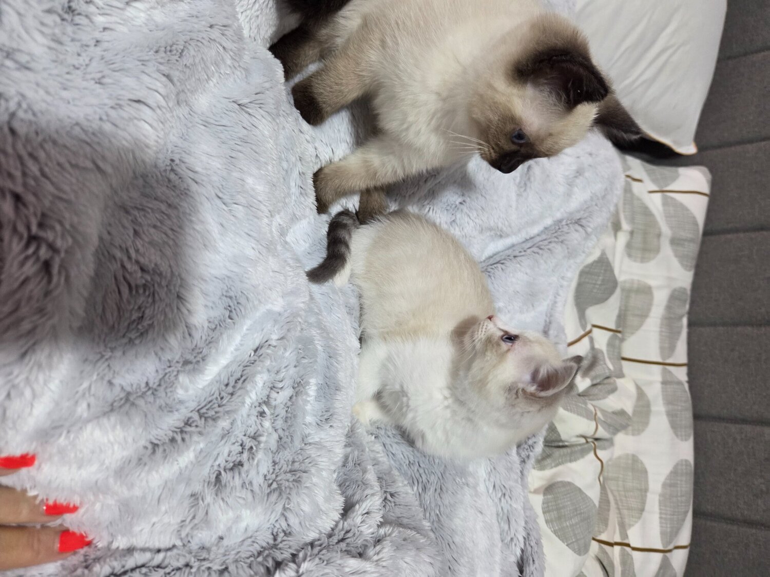 Stunning Ragdoll kittens  - Ragdoll