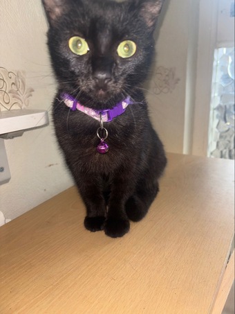Black kittens female 