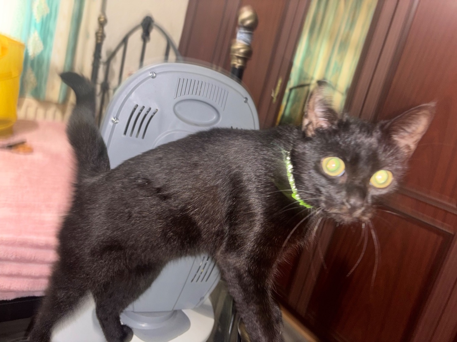 British Shorthair - Black kittens female 