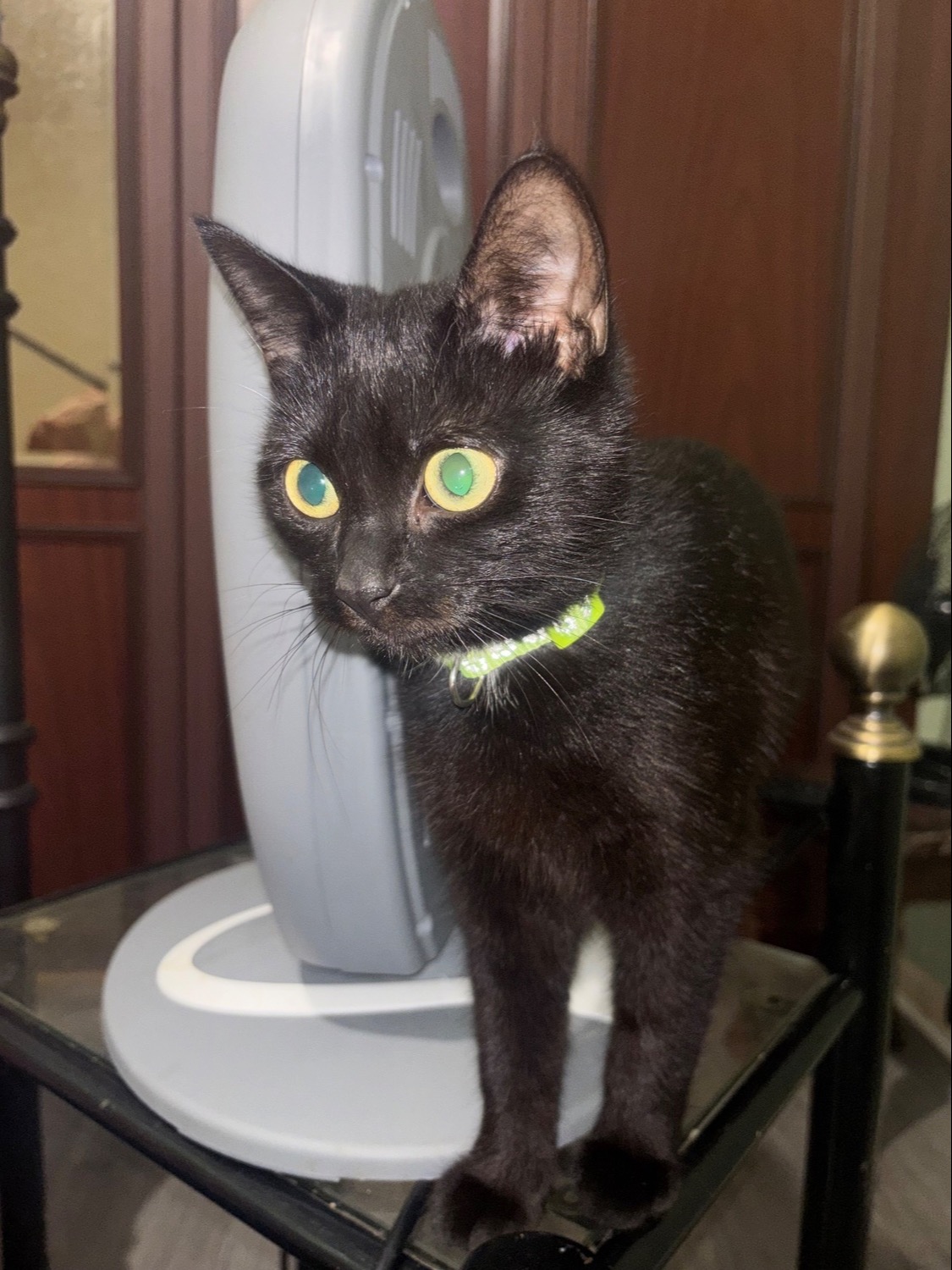 Black kittens female  - British Shorthair