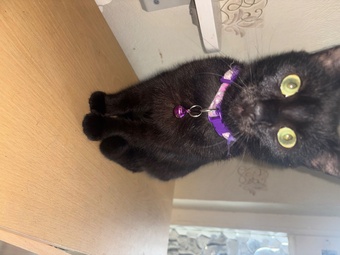 Black kittens ( free)