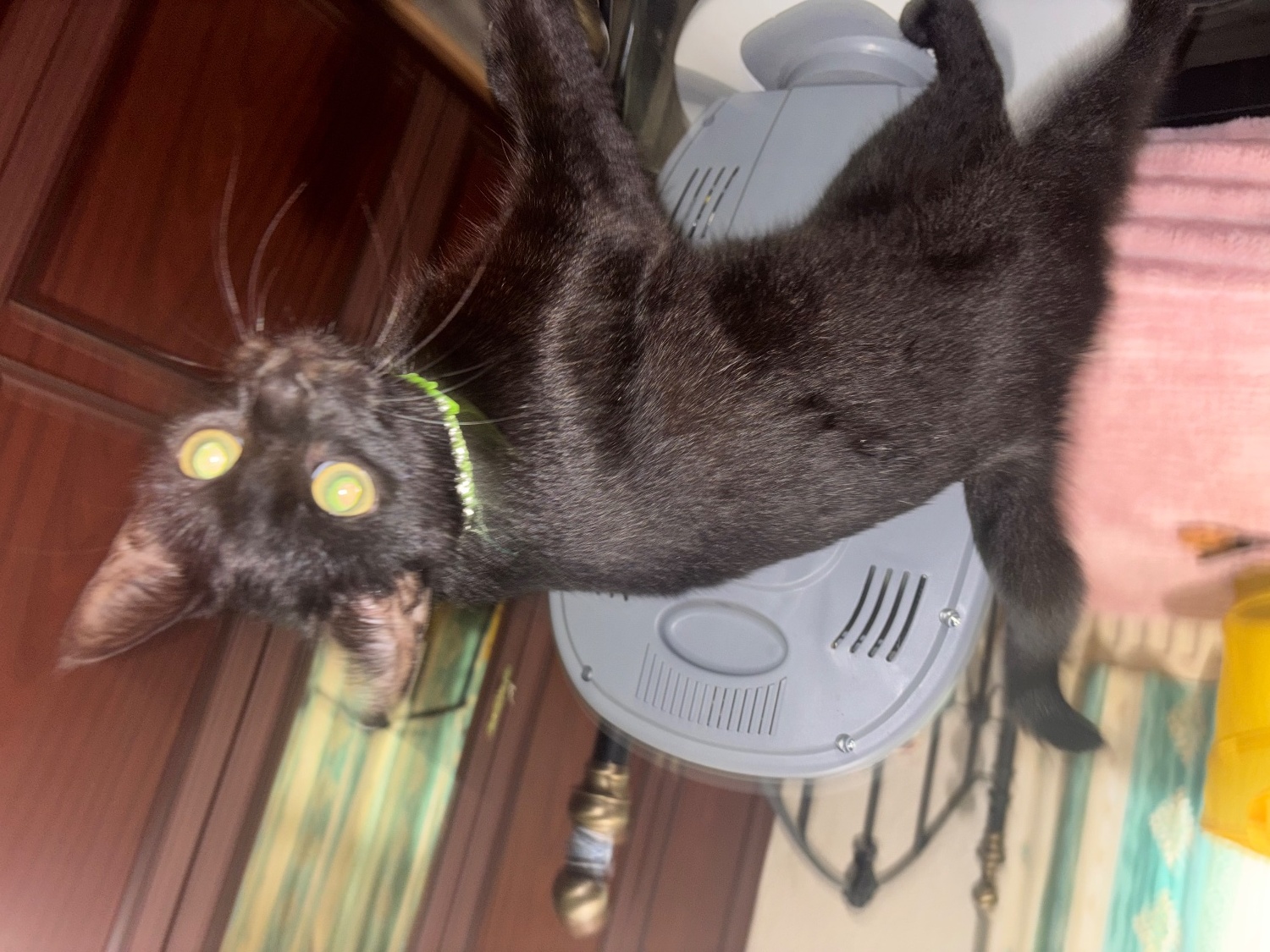 British Shorthair - Black kittens ( free)