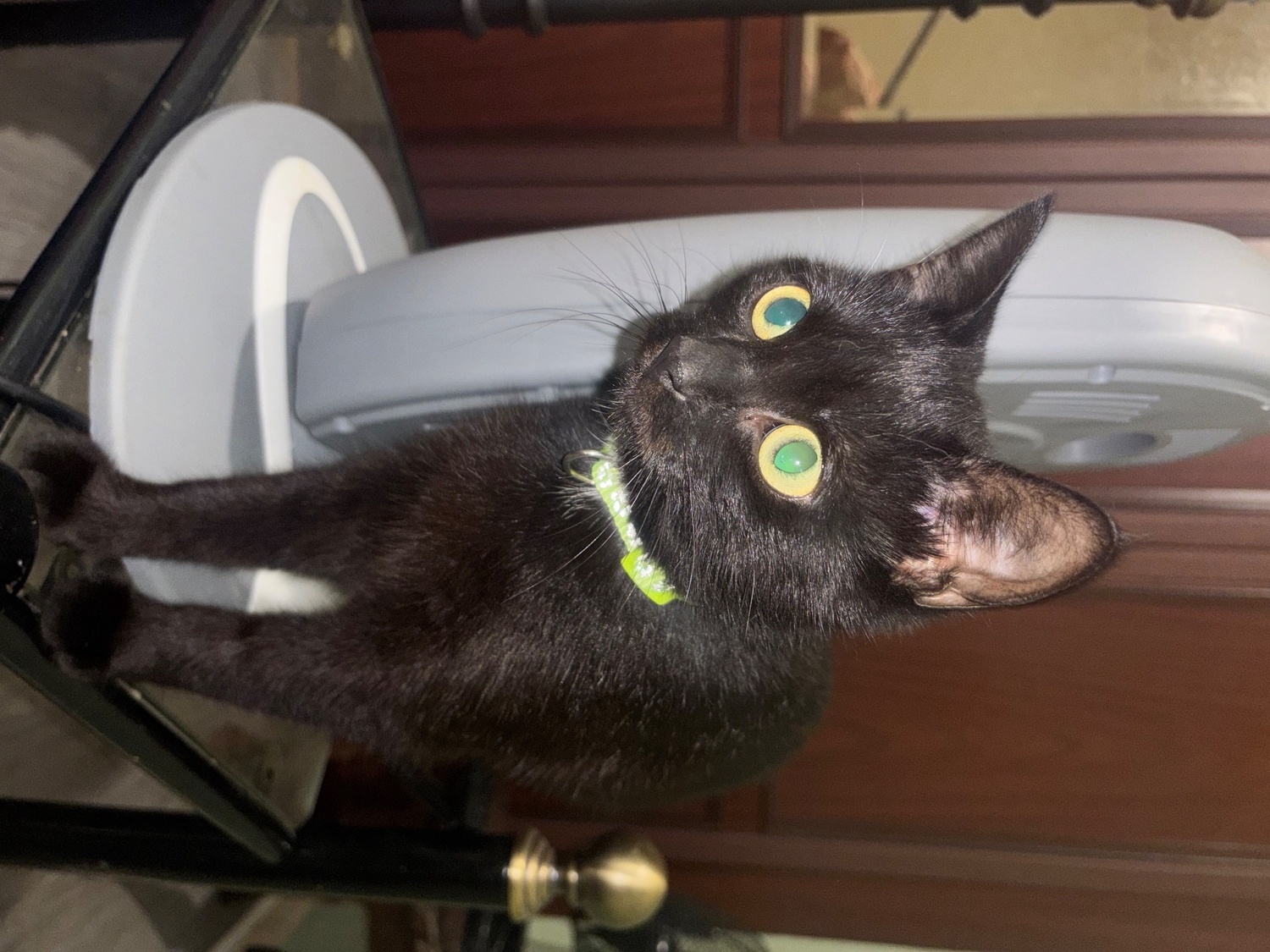 Black kittens ( free) - British Shorthair