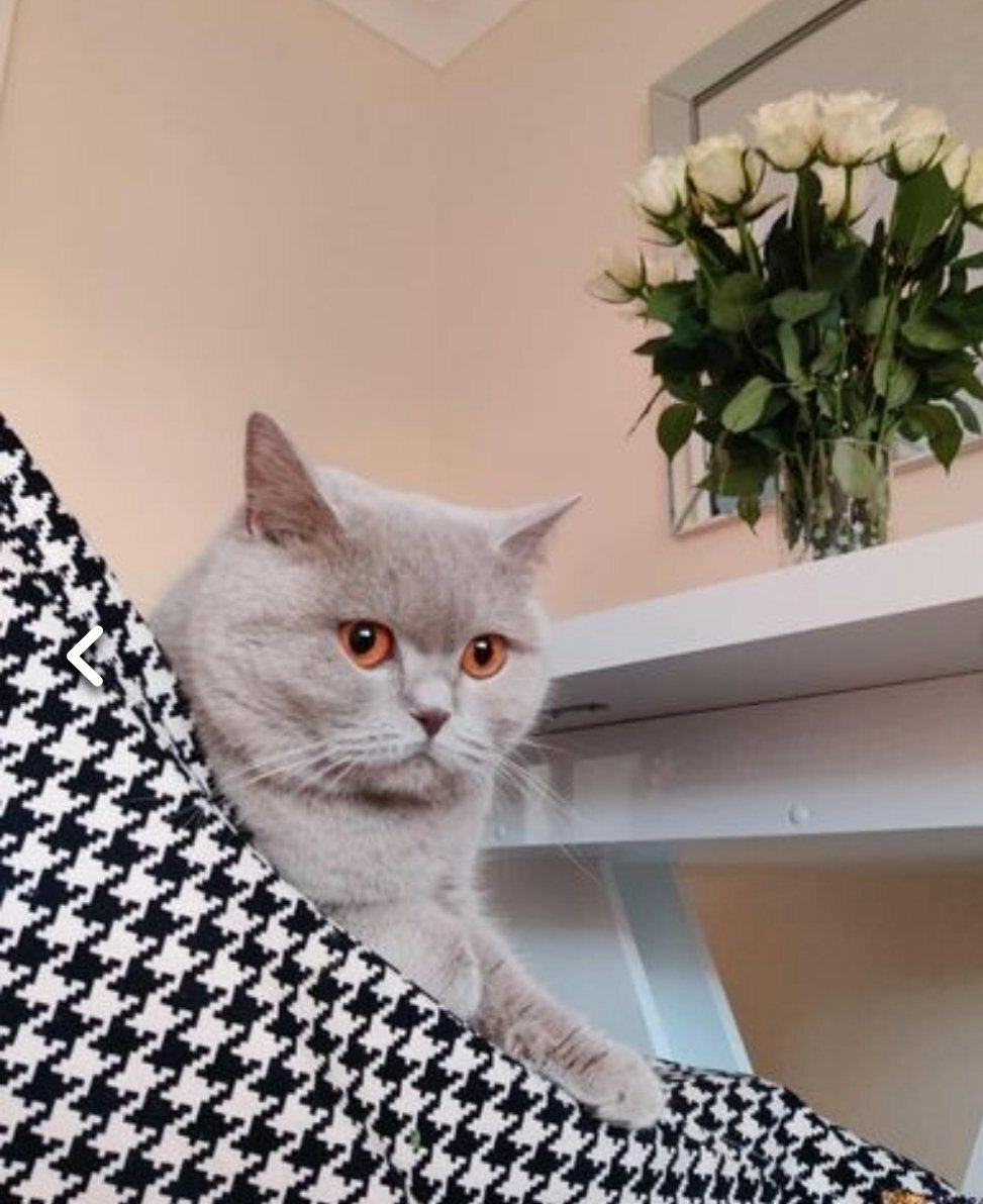 British Shorthair