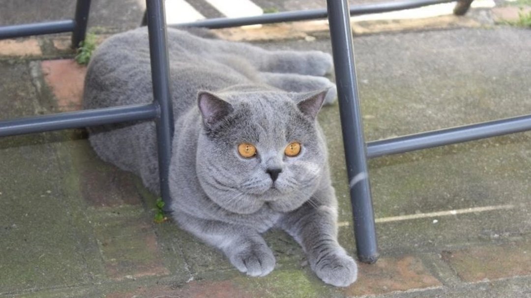 British Shorthair Cats and Kittens