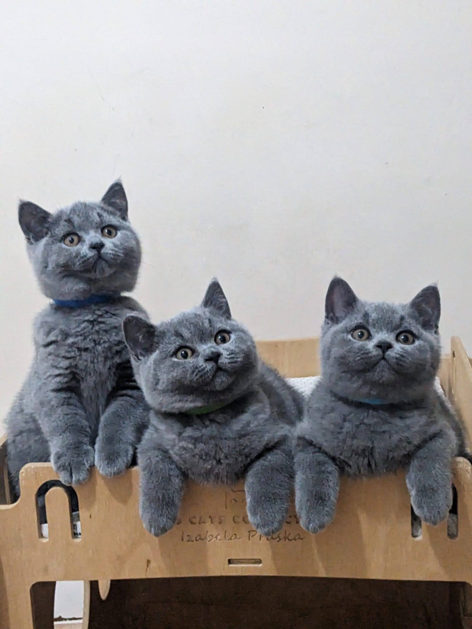 Amazing British shorthair Blue kittens  - British Shorthair