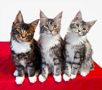 🏆 Champion Sired Maine Coon Kittens – TICA