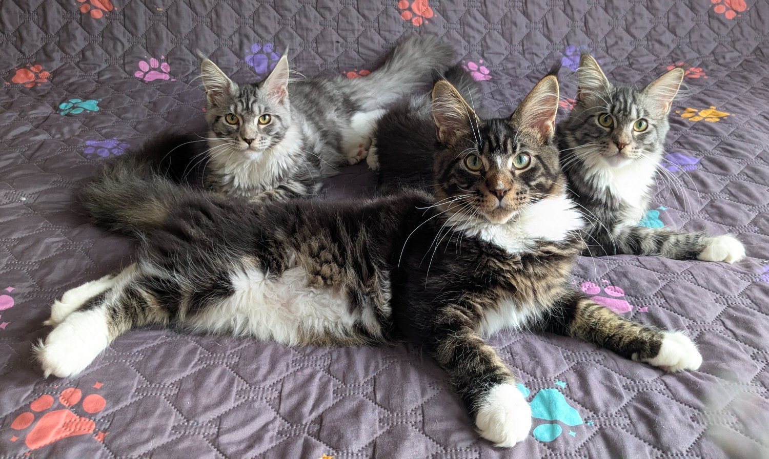 Maine Coon