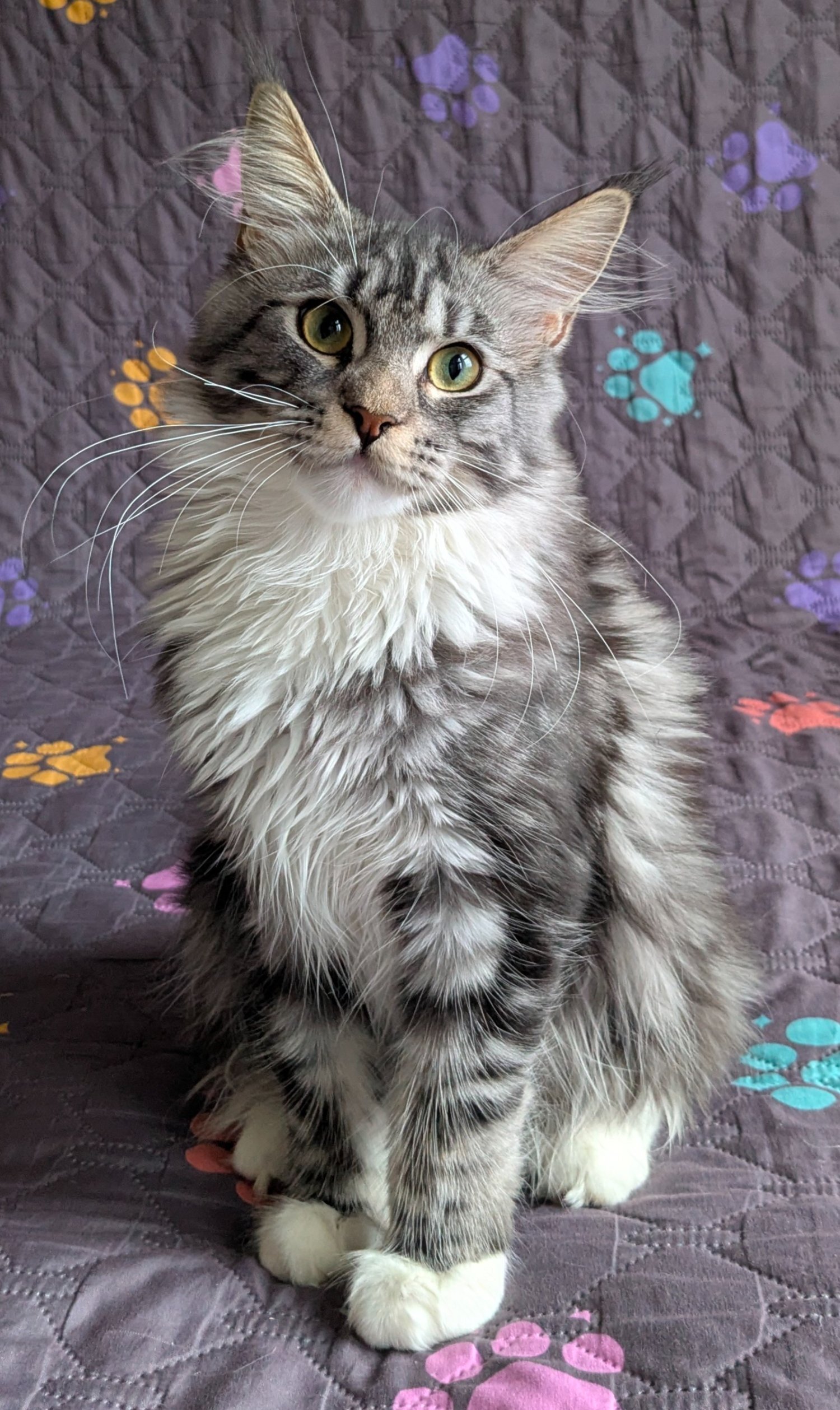 Maine Coon Cats and Kittens