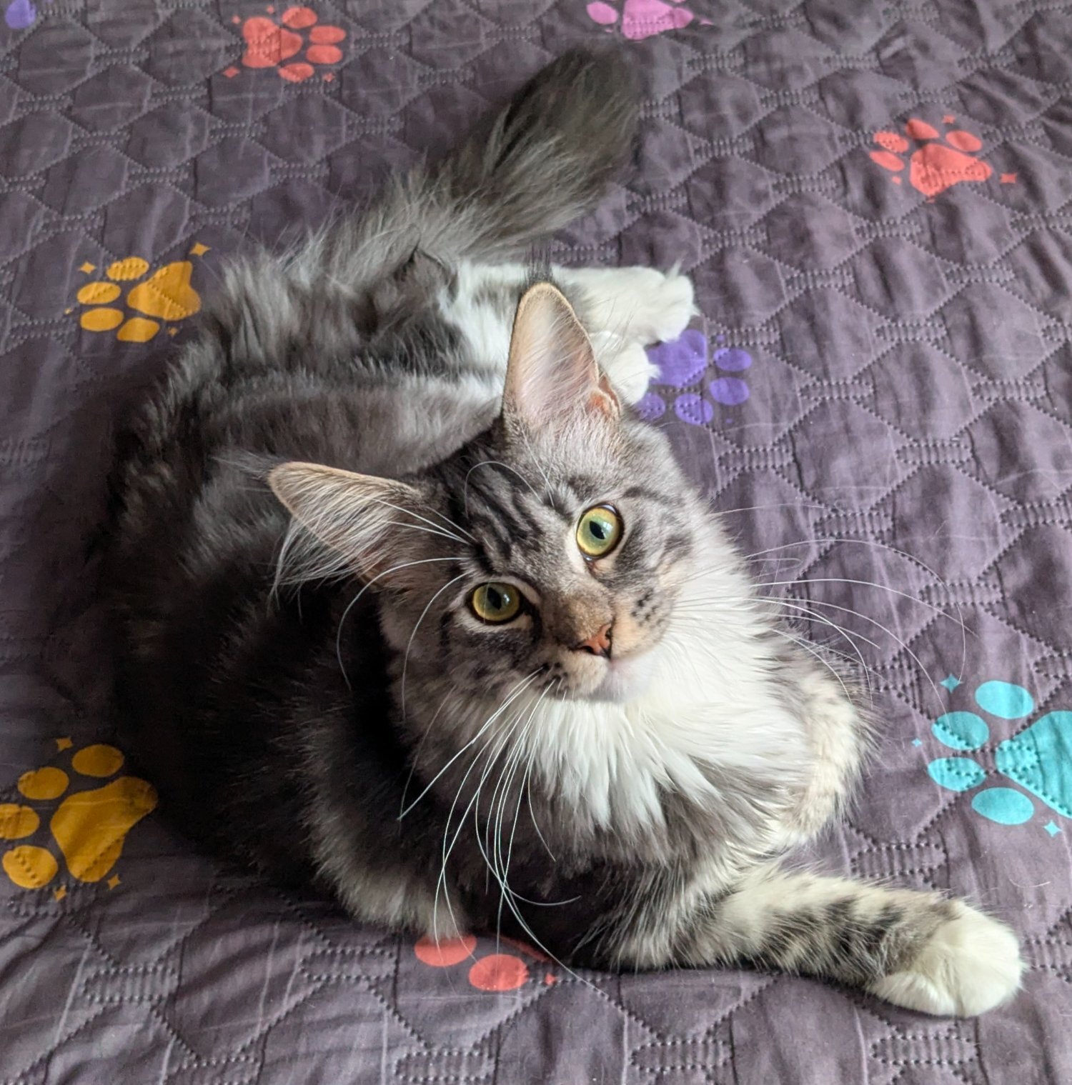 Maine Coon - 🏆 Champion Sired Maine Coon Kittens – TICA