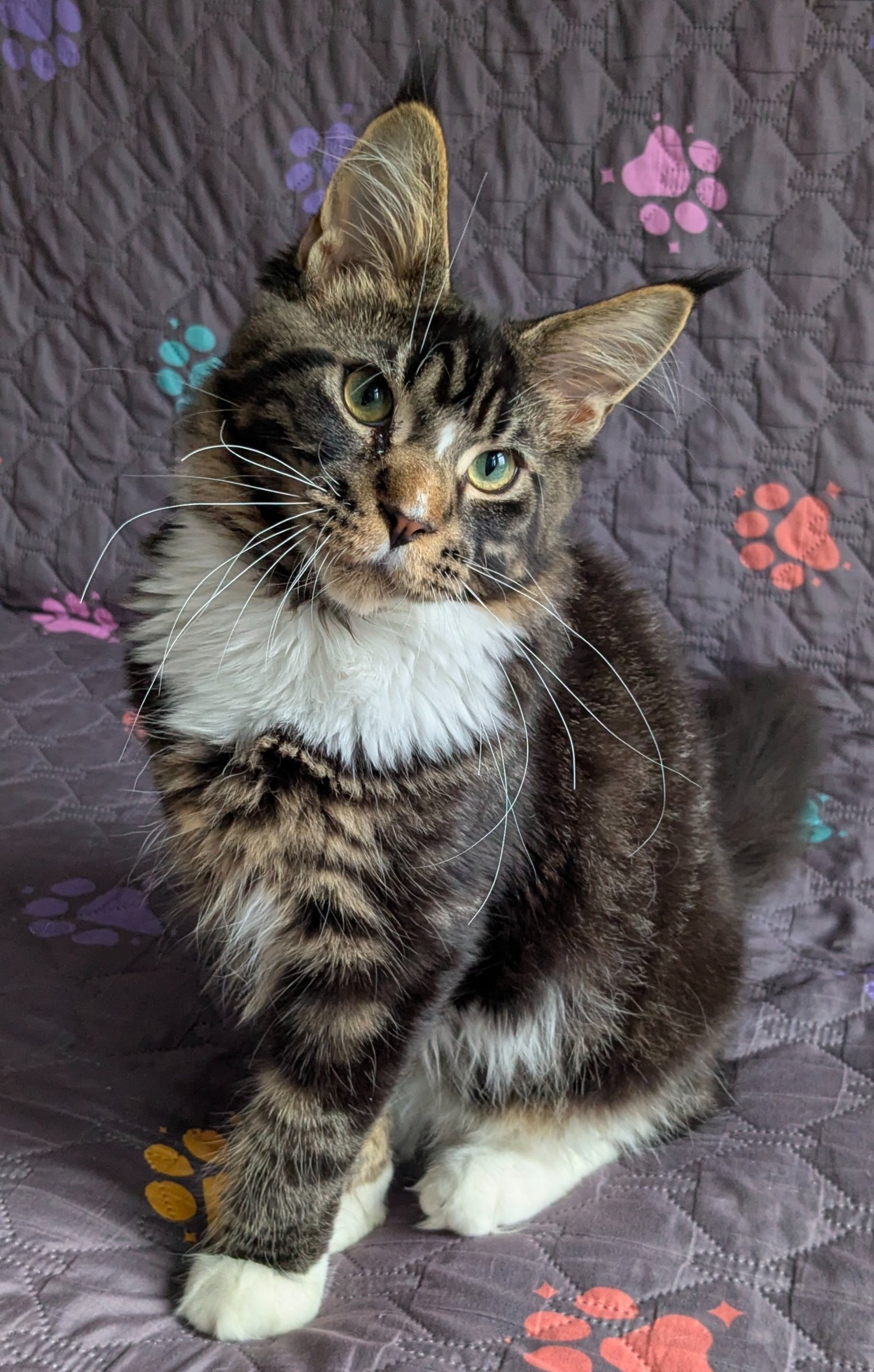 🏆 Champion Sired Maine Coon Kittens – TICA - Maine Coon