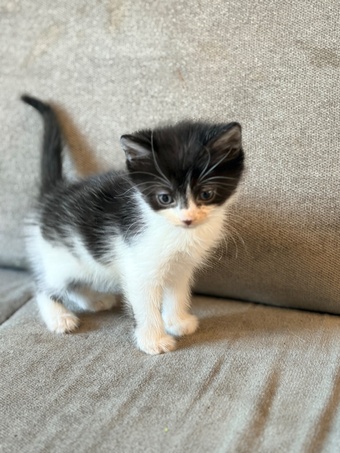 3 Beautiful Male Kittens – Ready 16th July!