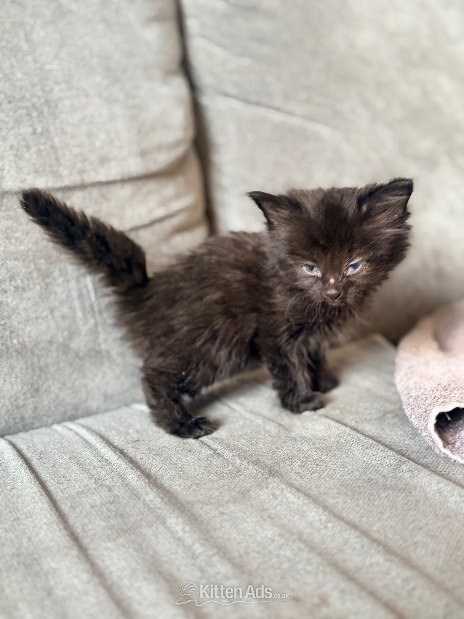 Other Breed - 3 Beautiful Male Kittens – Ready 16th July!