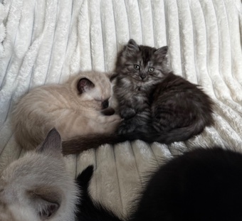 Mixed kittens from loving family home 