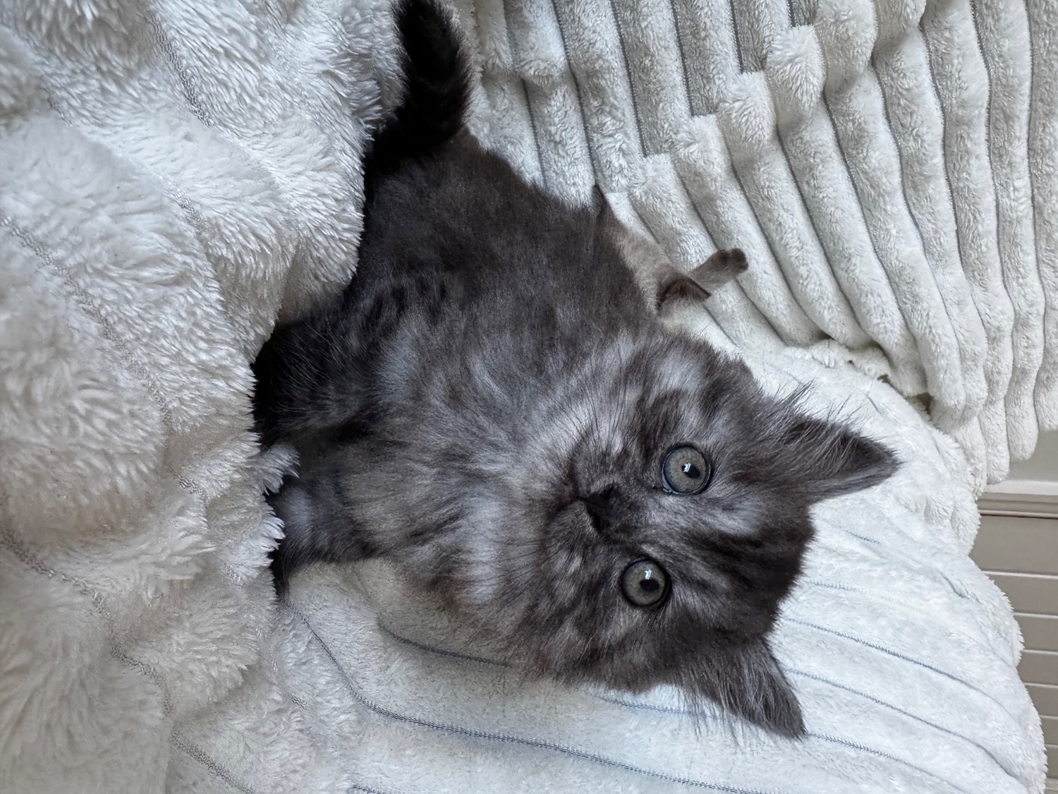 Other Breed - Mixed kittens from loving family home 