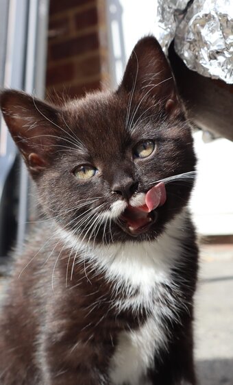 Beautiful kittens for sale *Ready Now*
