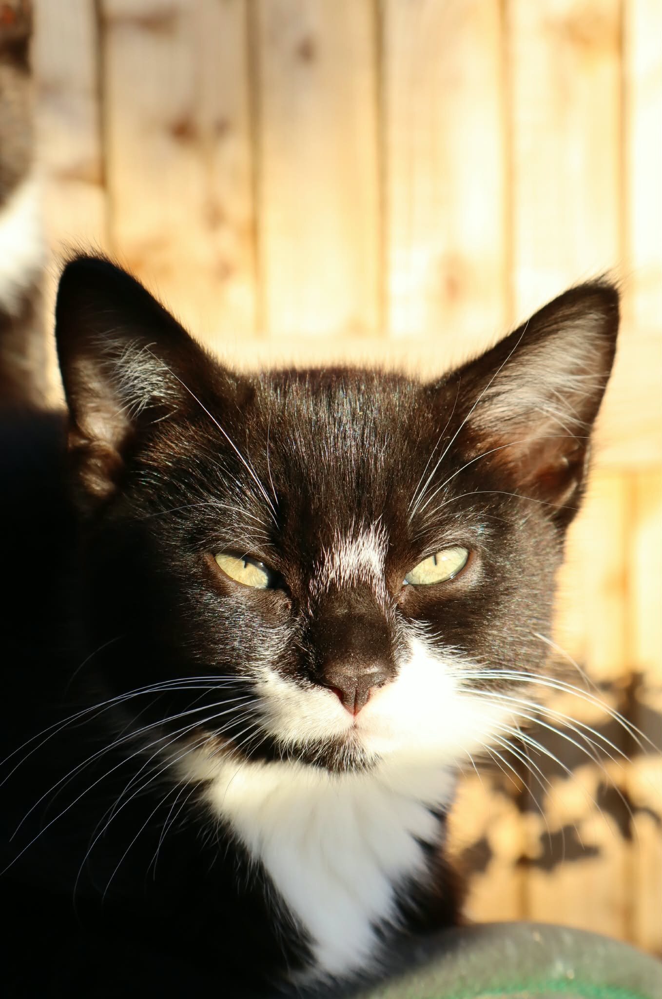 Other Breed Cats and Kittens