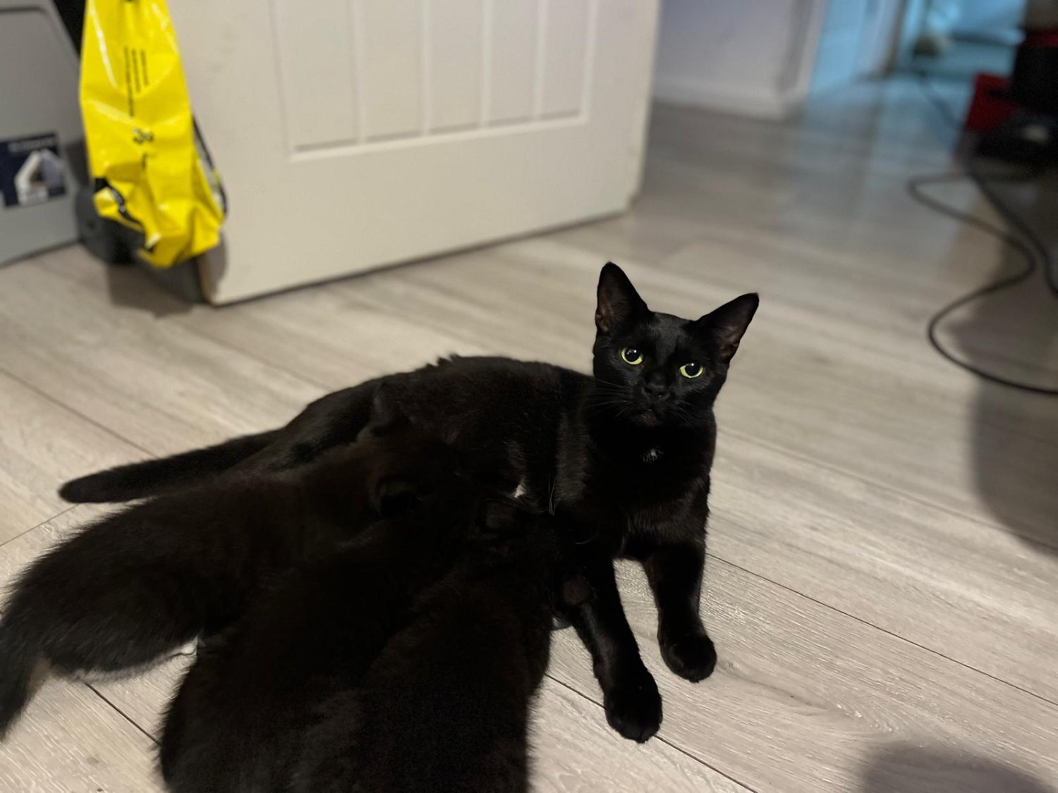 Other Breed - Beautiful kittens for sale *Ready Now*