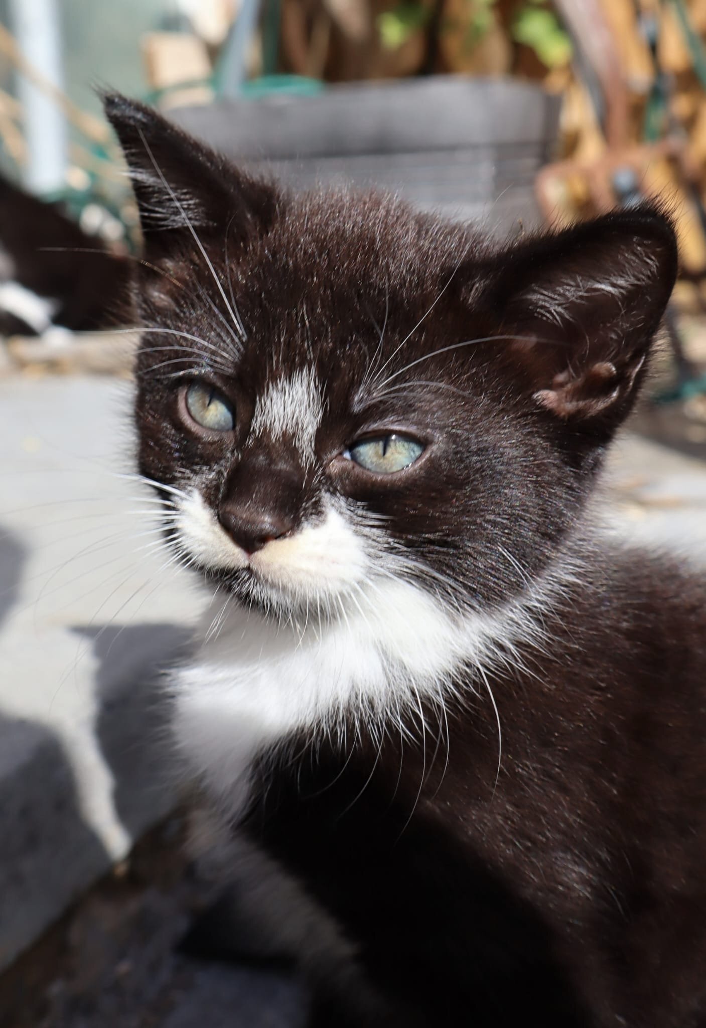 Beautiful kittens for sale *Ready Now* - Other Breed
