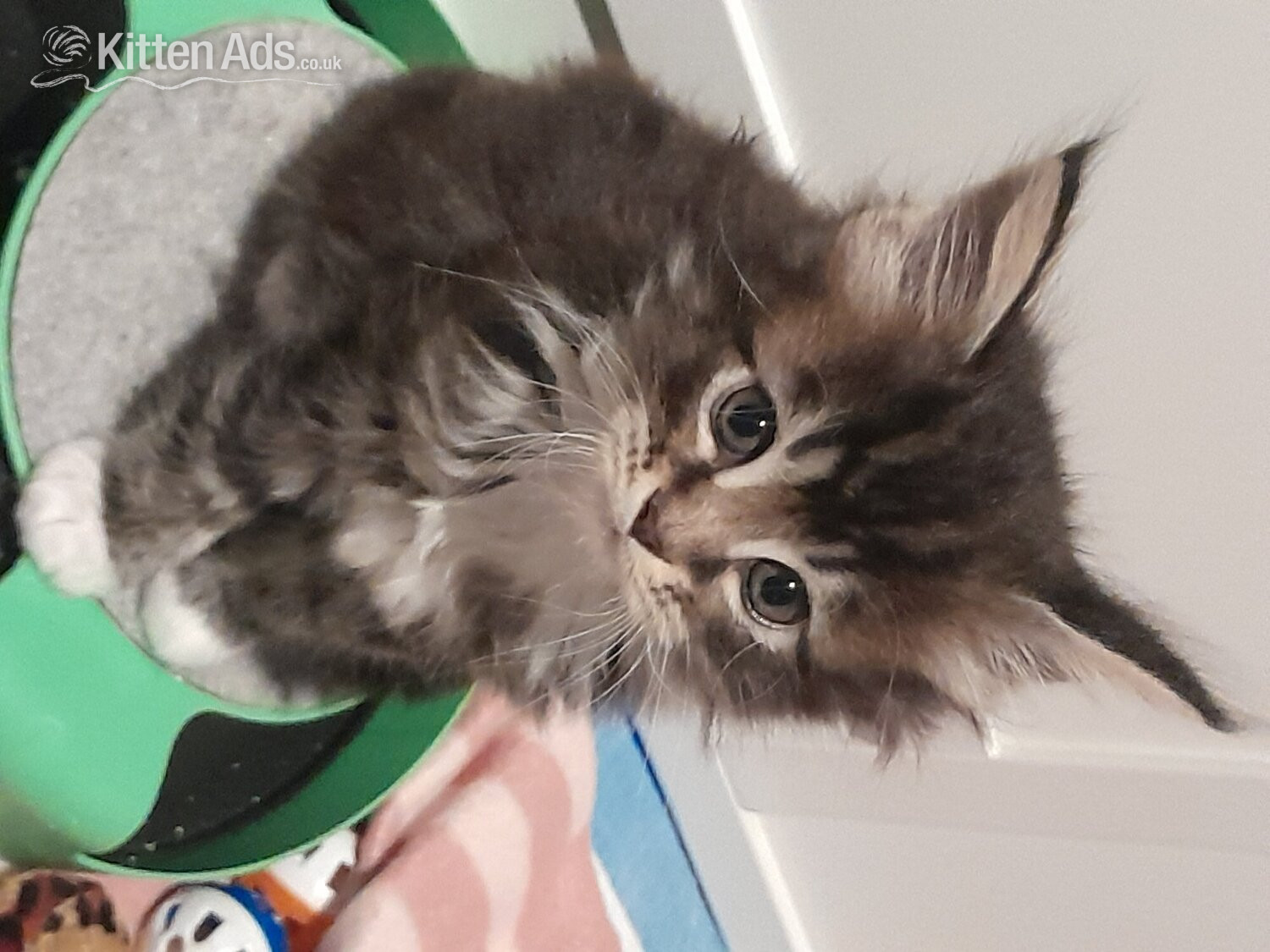 3 GORGEOUSLY CUTE MAINE COON KITTENS FOR SALE in {LOCATION}