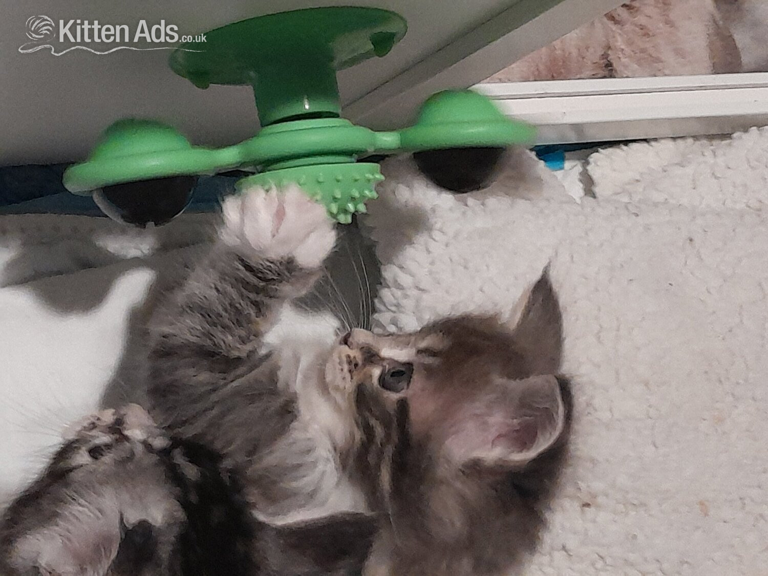 Maine Coon