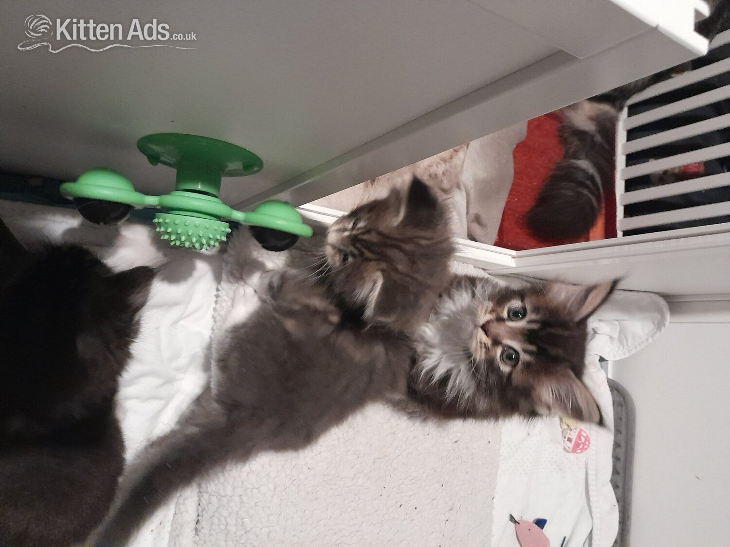 Maine Coon Cats and Kittens