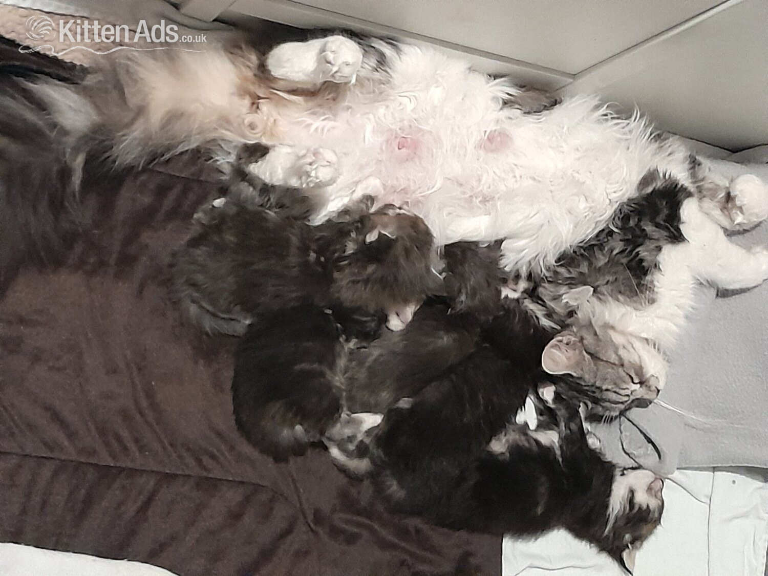 3 GORGEOUSLY CUTE MAINE COON KITTENS FOR SALE - Maine Coon