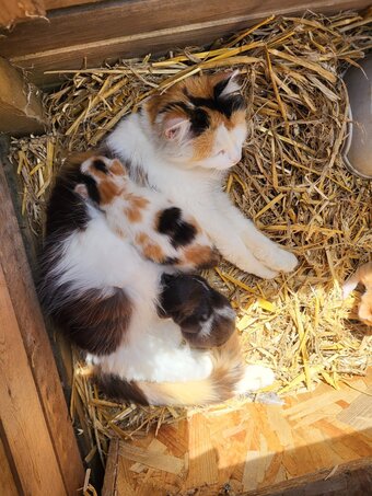 2 cute kittens from Somerset farm