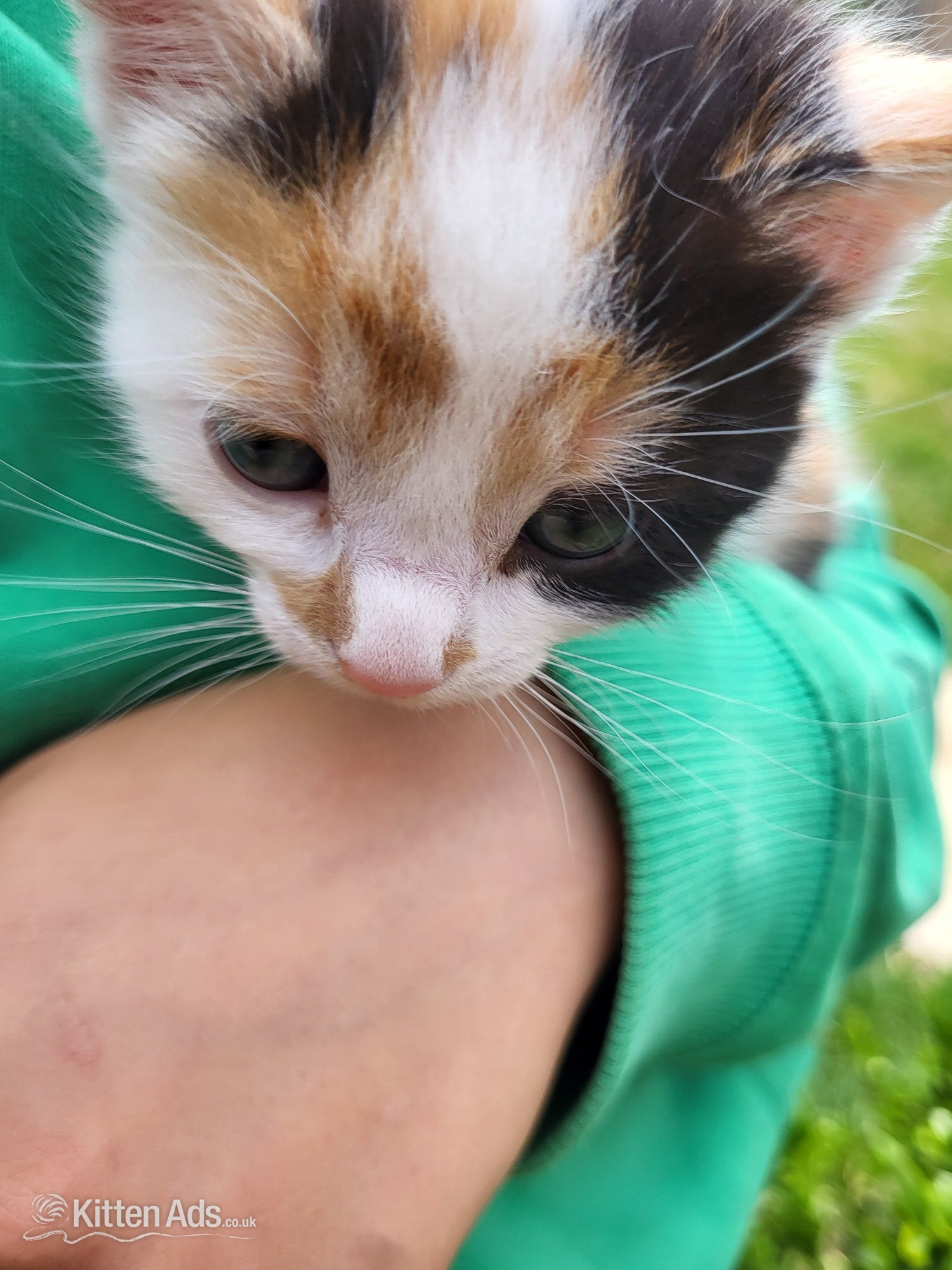 Other Breed Cats and Kittens