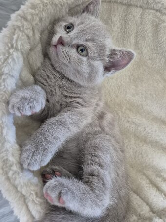 2 boys and 2 girls kittens 